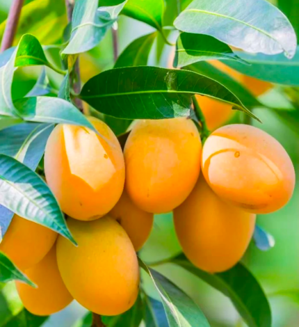 Amrapali Mango
