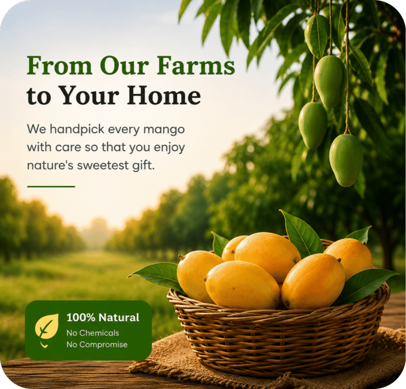 About Malda Mango