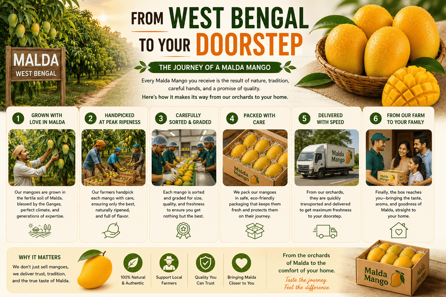 From West Bengal to Your Doorstep: The Journey of a Malda Mango