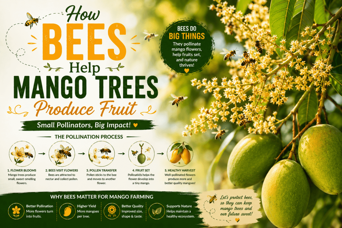 How Bees Help Mango Trees Produce Fruit