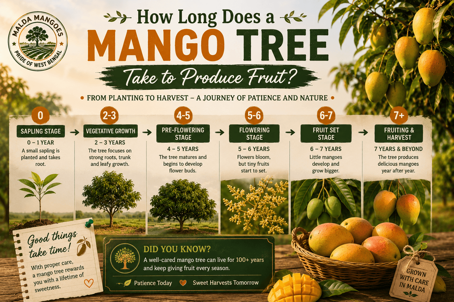 How Long Does a Mango Tree Take to Produce Fruit?