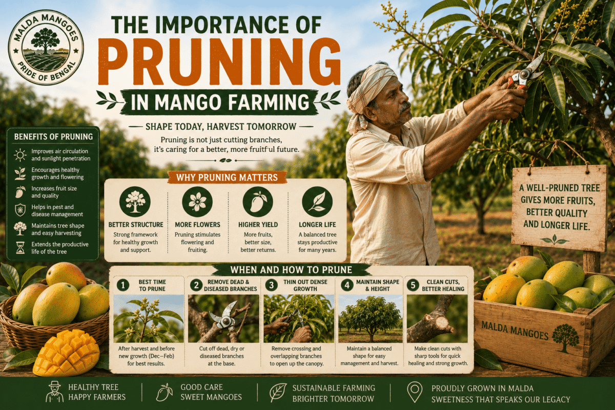 The Importance of Pruning in Mango Farming