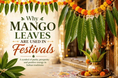 Why Mango Leaves Are Used in Festivals