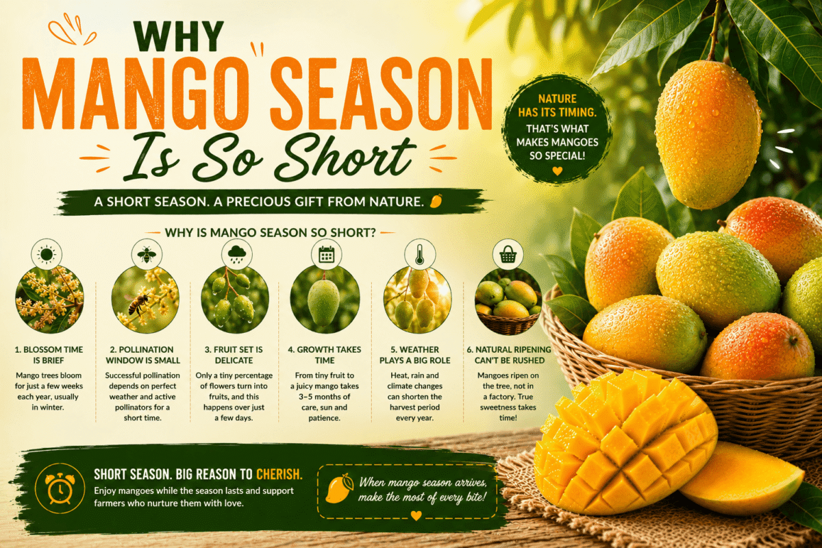 Why Mango Season Is So Short