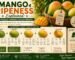 Mango Ripeness Explained: The Physical Changes You Can Observe