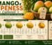 Mango Ripeness Explained: The Physical Changes You Can Observe