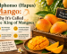 Alphonso (Hapus) Mango: Why It's Called the King of Mangoes