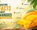 amazing-facts-about-mangoes-you-probably-didnt-know