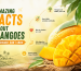 amazing-facts-about-mangoes-you-probably-didnt-know