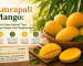Amrapali Mango: India's Best Hybrid That Stays Sweet Until September