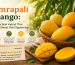 Amrapali Mango: India's Best Hybrid That Stays Sweet Until September