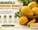 Banganapalli (Benishan) Mango: Andhra's Answer to Alphonso