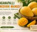 Banganapalli (Benishan) Mango: Andhra's Answer to Alphonso