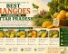 Best Mangoes Grown in Uttar Pradesh