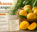 Chausa Mango: The Sweet Late-Season King of North India (July–August)