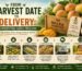 From Harvest Date to Delivery: Understanding Mango Freshness