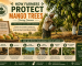 How Farmers Protect Mango Trees During Summer