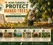 How Farmers Protect Mango Trees During Summer