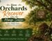 How Orchards Recover After the Mango Season