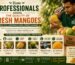How Professionals Assess the Quality of Fresh Mangoes