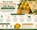 How to Send Premium Mango Gift Boxes to Family and Friends