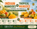 Indian Mangoes vs Tropical Mangoes Around the World