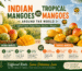 Indian Mangoes vs Tropical Mangoes Around the World