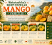 Maharashtra's Most Popular Mango Varieties