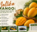 Mallika Mango: The Fibreless Export-Quality Hybrid Taking Over India