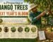 Preparing Mango Trees for Next Year's Bloom