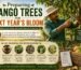 Preparing Mango Trees for Next Year's Bloom