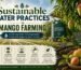 Sustainable Water Practices in Mango Farming