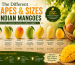 The Different Shapes and Sizes of Indian Mangoes