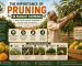 The Importance of Pruning in Mango Farming