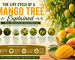 The Life Cycle of a Mango Tree Explained