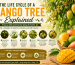 The Life Cycle of a Mango Tree Explained