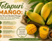 Totapuri Mango: The Parrot-Beaked Mango Perfect for Juice and Pickle