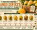 Understanding Mango Defects: Which Ones Affect Quality?