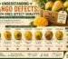 Understanding Mango Defects: Which Ones Affect Quality?