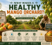 What Makes a Healthy Mango Orchard?