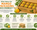 What Makes Our Mango Packaging Eco-Friendly?