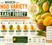 Which Mango Variety Has the Least Fibre?