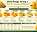 Which Mango Variety Is Best for Juices and Shakes?