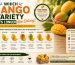 Which Mango Variety Lasts Longer After Delivery?