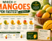 Which Mangoes Ripen Fastest at Home?