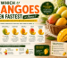 Which Mangoes Ripen Fastest at Home?