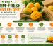 Why Farm-Fresh Mango Delivery Is Worth It