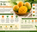 Why Mangoes Are Rich in Antioxidants