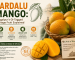 Zardalu Mango: Bhagalpur's GI-Tagged Heritage Fruit Explained